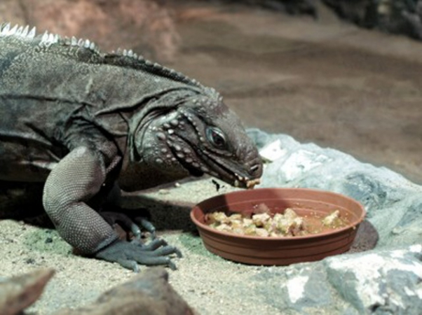 Zoo Děčín (Tetschen) – Paradiesinseln