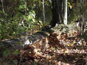 Co pamatuje strom a lidé zapomněli?