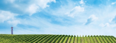 DURCH DIE LANDSCHAFT DES WEINS UND DER SEHENSWÜRDIGKEITEN MIT DEM FAHRRAD