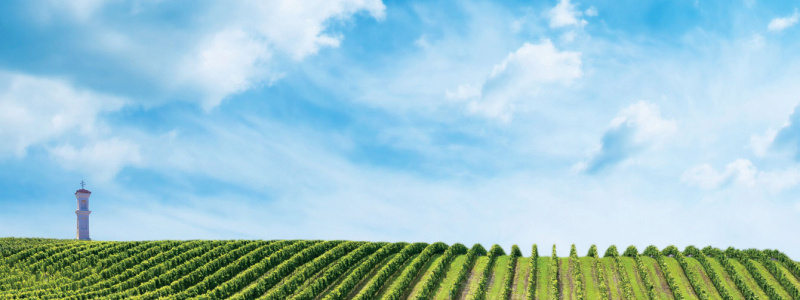 DURCH DIE LANDSCHAFT DES WEINS UND DER SEHENSWÜRDIGKEITEN MIT DEM FAHRRAD