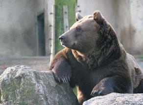 Medvědárium Beroun