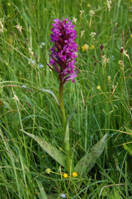 ČSOP Vlašim kosí cenné louky