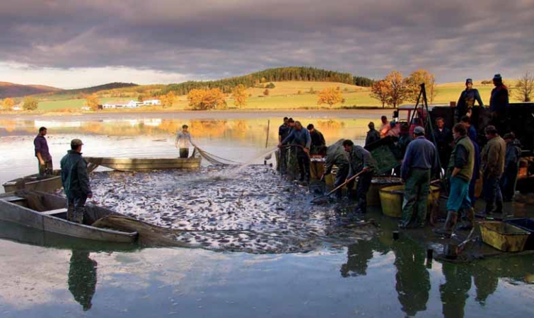sudbohmen-lockt-zum-teichabfi-schen