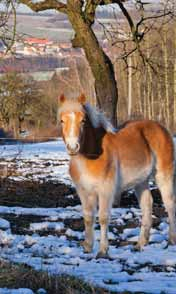 okolim-spaleneho-porici-pesky-nebo-na-kole