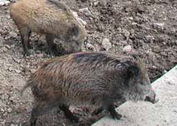 Hrátky se zvířátky