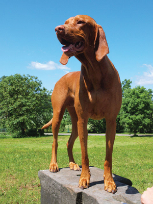 Homolka
v podobě psí