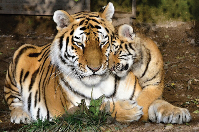 Za zvířátky do Ringellandu