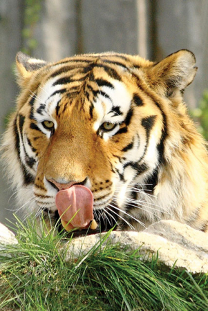 Navštivte Zoo Hodonín