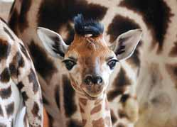 Afrika ve Dvoře Králové