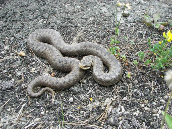 Kdo chce hada bít, …