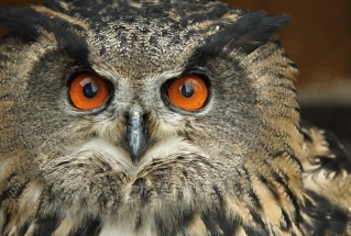 Vypouštění uzdraveného výra velkého