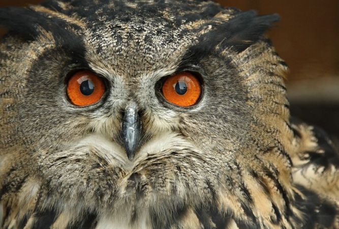 Vypouštění uzdraveného výra velkého