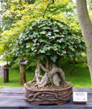 Výstava bonsají je v plném proudu