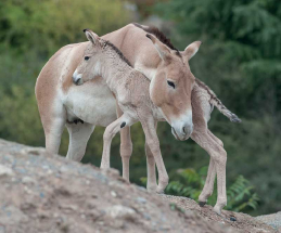 Zoologická zahrada v Plzni v zimě nespí