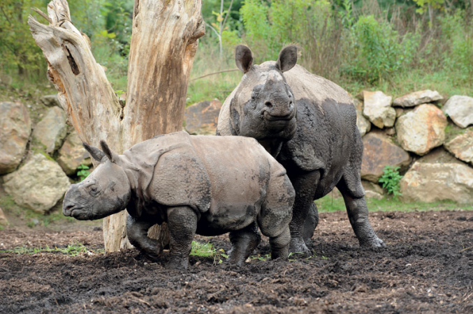 Maruščina svatební cesta do Francie