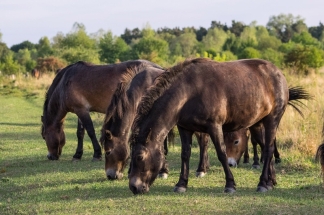 Milovičtí divoši se vracejí