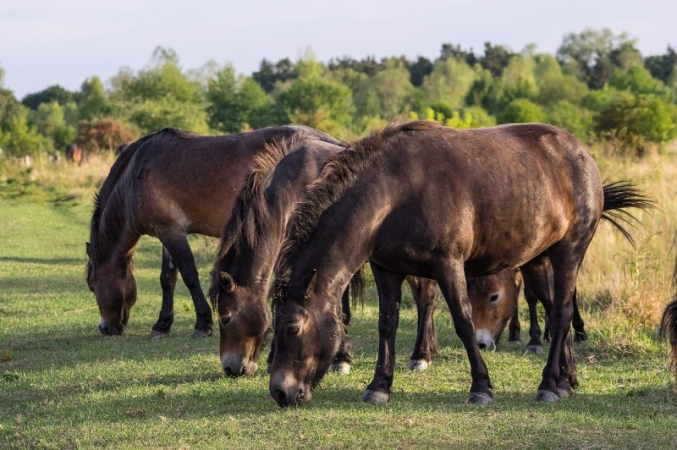 Divocí koně na pastvině v Milovicích