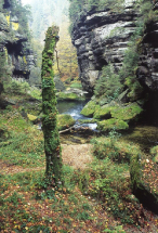 Jetřichovické skály