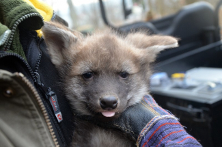 V Brně mají trojčata