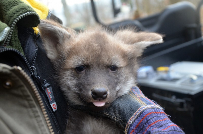 V Brně mají trojčata