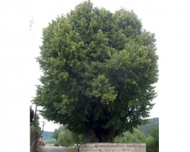 Tatobitská lípa je druhá