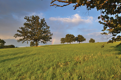 Přírodní rezervace Dolnoněmčanské louky