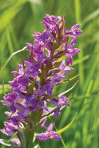 Za pokladem orchidejí