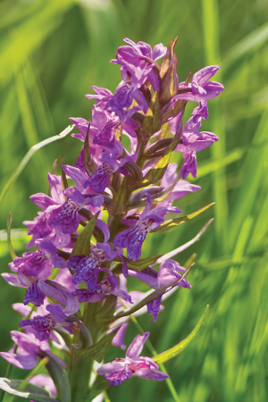 Za pokladem orchidejí