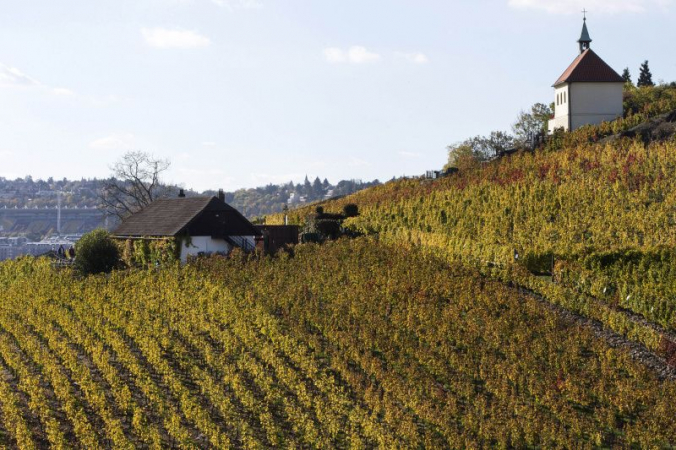 Svatomartinský přípitek na vinici sv. Kláry