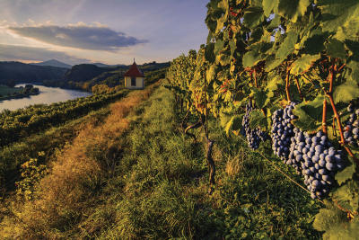 Vinice nad Žernoseky