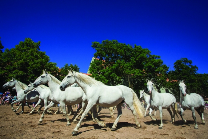 Objevujte kouzla Pardubického kraje – regionu nevšedních zážitků…