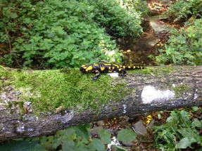 Naučná stezka S mlokem Gránickým údolím