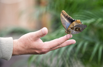 Diana a Motýlí dům
