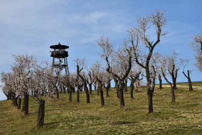 Mandloňový sad s rozhlednou v Hustopečích
