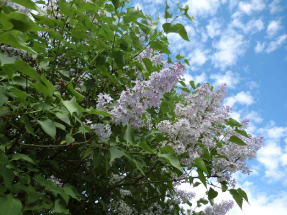 Máj v Divadle U Valšů