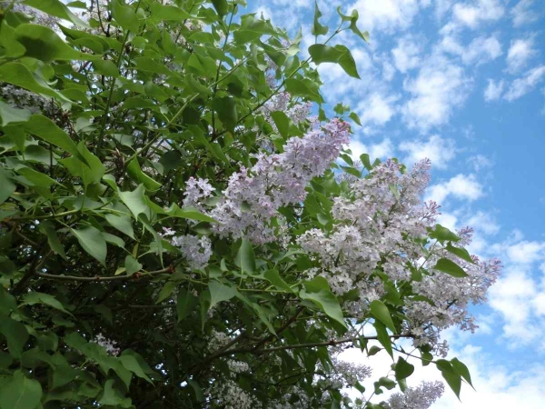 Máj v Divadle U Valšů