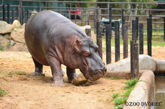Zoologická zahrada Dvorec