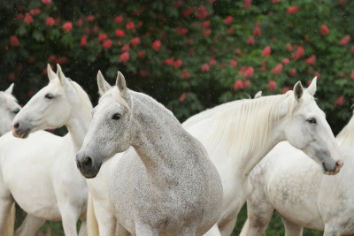 Národní hřebčín Kladruby nad Labem