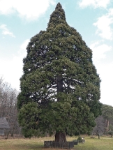 Památný sekvojovec