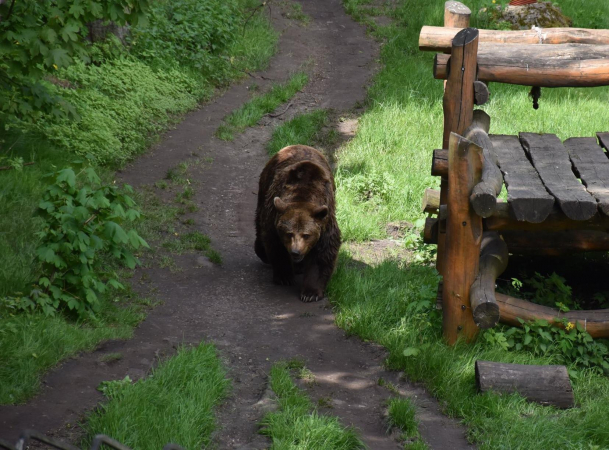 Spacer z niedźwiedziami w Nachodzie