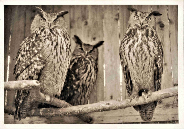 Zoo Hluboká letos slaví 80 let!