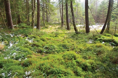 Lysina – část Národní přírodní rezervace Kladské rašeliny