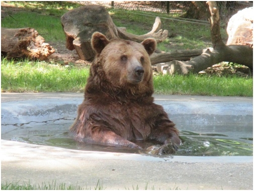 Lesopark Městská hora s medvědáriem