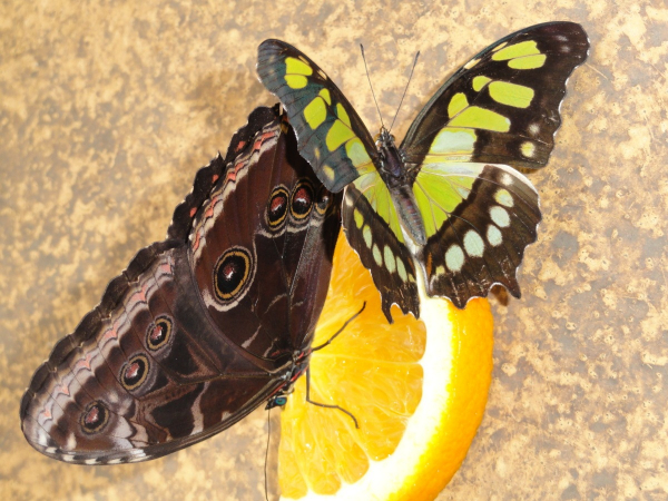 Motýl, který miluje koku