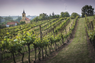 Probouzení vinic ve Stranné