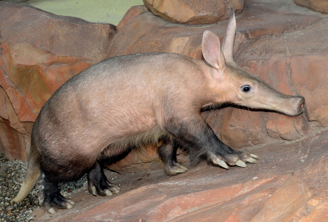 Odwiedź Zoo w Ołomuńcu