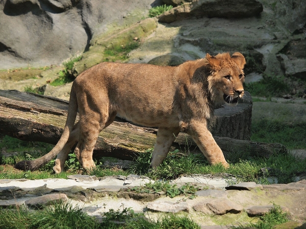 Enrichment v Zoo Olomouc