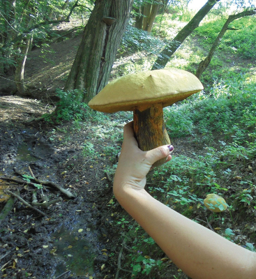 Název koloděj pochází od kožovitého hnědého povrchu klobouku,
barvou podobného kolářské zástěře