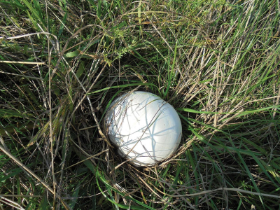 Vatovec se dříve používal v léčitelství k zastavení krvácení z ran