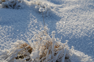 Frostmorgen